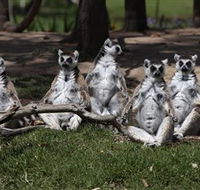 Savannah Visitor Plaza Taronga Western Plains Zoo Dubbo - Perisher Accommodation