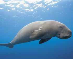 Dugong Sanctuary - Clairview - Perisher Accommodation 1