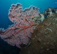 Luncheon Bay Dive Site - Perisher Accommodation