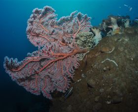 Luncheon Bay Dive Site - Perisher Accommodation 0