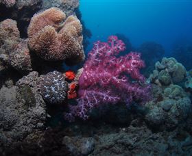 Luncheon Bay Dive Site - Perisher Accommodation 3