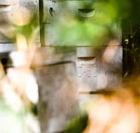 Bees on Keswick Island - Perisher Accommodation