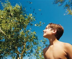 Birdwatching On Keswick Island - Perisher Accommodation 0