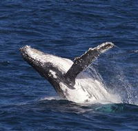 Whale Watching on Keswick Island - Perisher Accommodation