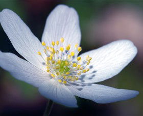 Blooms On Bridge - Perisher Accommodation 1