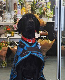 Blooms On Bridge - Perisher Accommodation 5