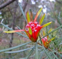 Glenbrook Native Plant Reserve and Nursery - Perisher Accommodation