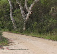 Riverview walking track - Perisher Accommodation