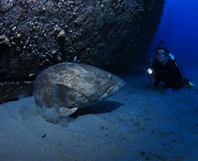 HMAS Brisbane Dive Site - Perisher Accommodation 3