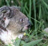 Koala Hospital - Perisher Accommodation