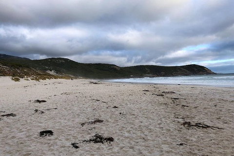 Wilsons Promontory Walking And Sightseeing Tour From Phillip Island - Perisher Accommodation 11
