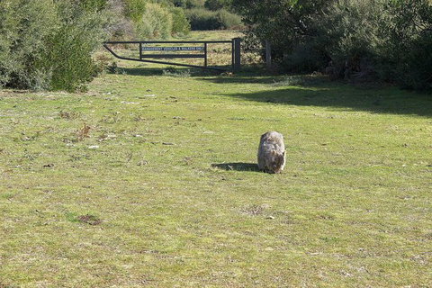 Wilsons Promontory Walking And Sightseeing Tour From Phillip Island - Perisher Accommodation 9