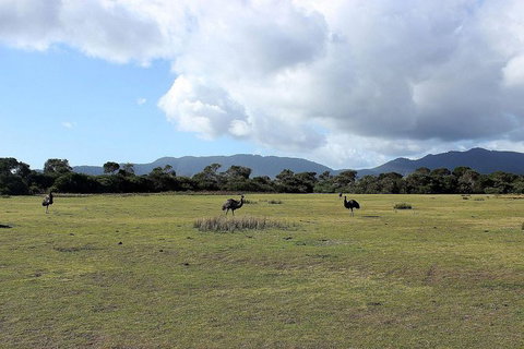 Wilsons Promontory Walking And Sightseeing Tour From Phillip Island - Perisher Accommodation 8