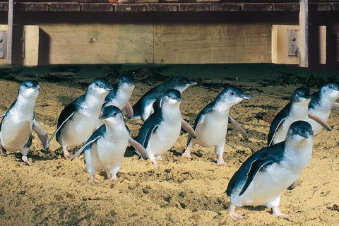 Half Day Phillip Island Penguin Parade PLUS Tour - Perisher Accommodation 0