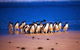 Half Day Phillip Island Penguin Parade PLUS Tour - thumb 1