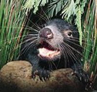 Hobart Shore Excursion Half Day Bonorong Wildlife Park with Richmond Tour - Perisher Accommodation