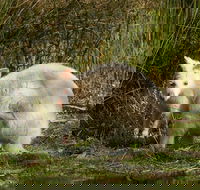 Bruny Island premium private photo-oriented day tour from Hobart - Perisher Accommodation