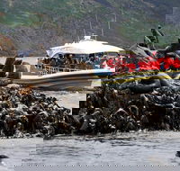 3-Hour Bruny Island Cruise from Adventure Bay - Perisher Accommodation
