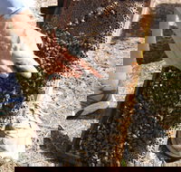 Bees on Keswick Island - Perisher Accommodation