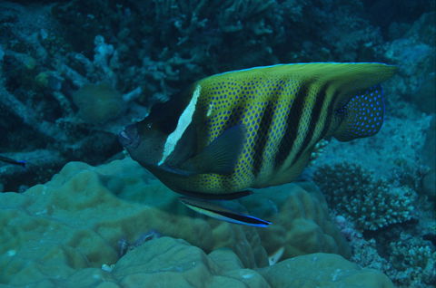 Frankland Islands Dive Site - Perisher Accommodation 0