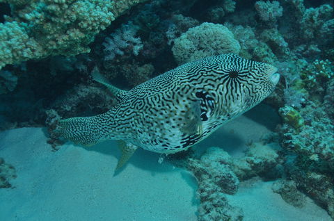 Frankland Islands Dive Site - Perisher Accommodation 1