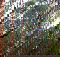 Kinglake Forest Adventures - Perisher Accommodation