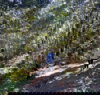 Lyrebird Circuit Walk - Perisher Accommodation