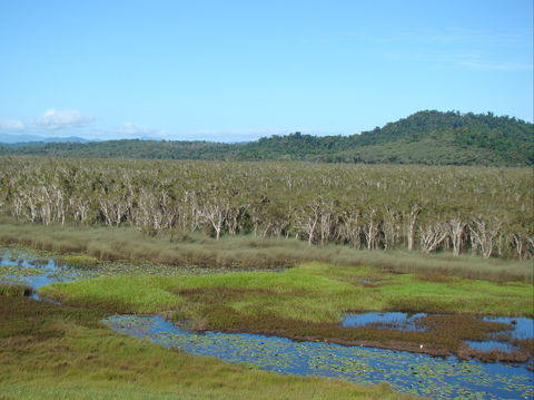 Eubenangee Swamp National Park - Perisher Accommodation 1