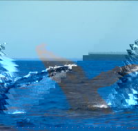 Whale Watching on Keswick Island - Perisher Accommodation