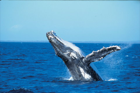 Whale Watching On Keswick Island - Perisher Accommodation 0