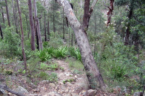 Frere's Crossing Bushwalk - Perisher Accommodation 2