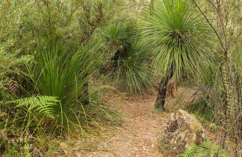 Grass Tree Circuit - Perisher Accommodation 0