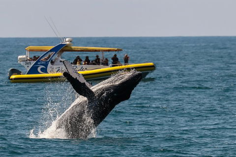 Whale Watching Wave Rider - Perisher Accommodation 0