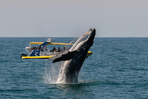 Whale Watching Wave Rider - Perisher Accommodation 1