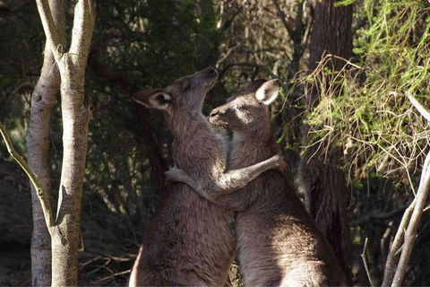 Kangaroo Encounter & Aboriginal Rock Arts Half-Day Trip From Sydney - Perisher Accommodation 9