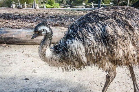 Kangaroo Encounter & Aboriginal Rock Arts Half-Day Trip From Sydney - Perisher Accommodation 2