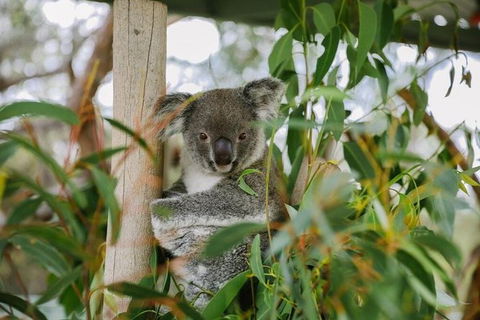 Kangaroo Encounter & Aboriginal Rock Arts Half-Day Trip From Sydney - Perisher Accommodation 0