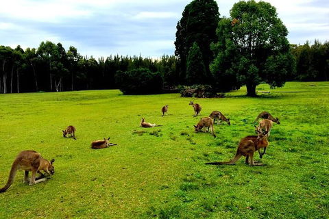Blue Mountains Off The Beaten Track 4WD Day Adventure - Perisher Accommodation 7