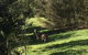 Blue Mountains Off The Beaten Track 4WD Day Adventure - thumb 6
