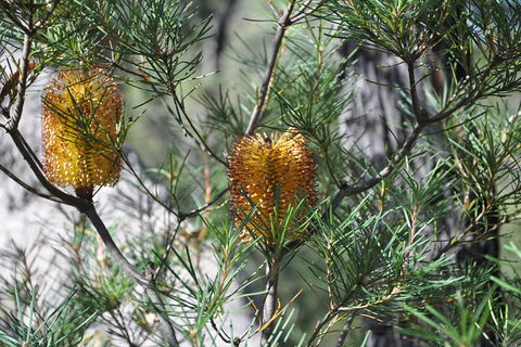 Private Blue Mountains Tour - Perisher Accommodation 5