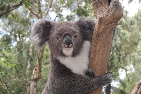 Private & Fully Guided 4-day Sydney Tour Package - Perisher Accommodation 8