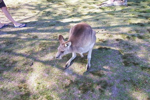 Private & Fully Guided 4-day Sydney Tour Package - Perisher Accommodation 1