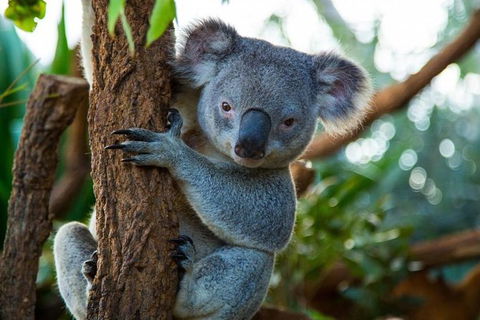 Best Sydney Tours By Life Long Locals - Hidden Gems & More - Lifetime Experience - Perisher Accommodation 1