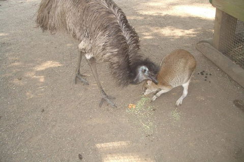 Small Group Blue Mountains, Featherdale, Lunch & Cruise Day Tour - Perisher Accommodation 3
