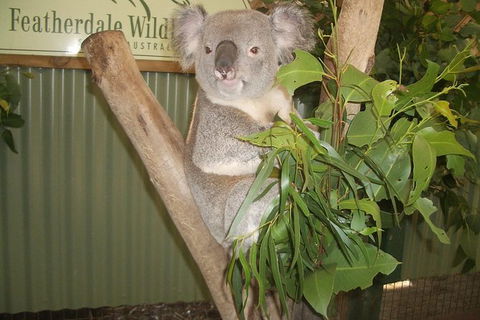 Small Group Blue Mountains, Featherdale, Lunch & Cruise Day Tour - Perisher Accommodation 8