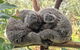 Central Coast Explorer With \'Personalised Sydney Tours\' - thumb 5