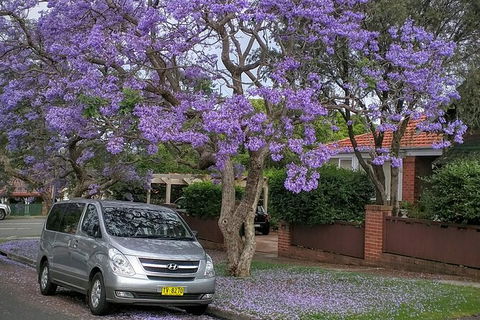 Central Coast To Sydney/ Sydney Airport Transfers - Perisher Accommodation 0