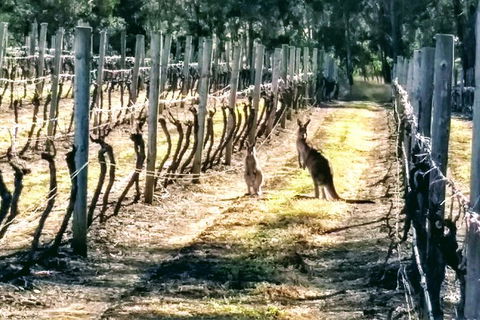 The Complete Hunter Valley Wine Tour Of Pokolbin, Mt View, Lovedale And Rothbury - Perisher Accommodation 5