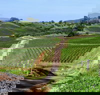 The Complete Hunter Valley Wine Tour of Pokolbin Mt View Lovedale and Rothbury - Perisher Accommodation
