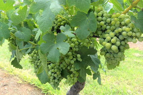The Complete Hunter Valley Wine Tour Of Pokolbin, Mt View, Lovedale And Rothbury - Perisher Accommodation 3